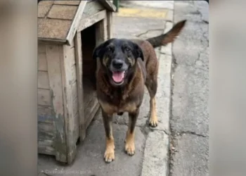 Cão Orelha: operação cumpre mandados contra investigados por morte de cachorro comunitário em Florianópolis