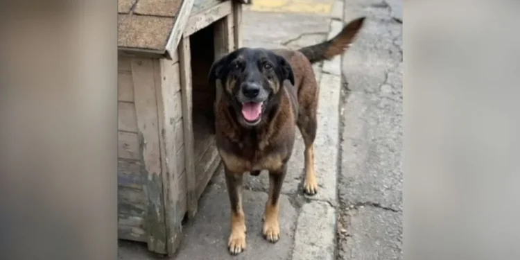 Cão Orelha: operação cumpre mandados contra investigados por morte de cachorro comunitário em Florianópolis