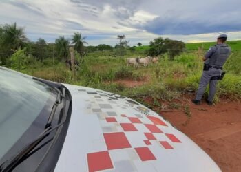 Cabeças de gado furtadas de fazenda são recuperadas pela polícia