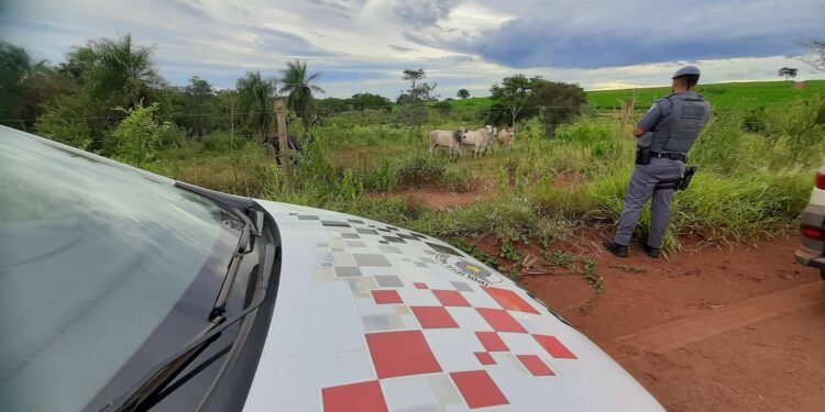 Cabeças de gado furtadas de fazenda são recuperadas pela polícia