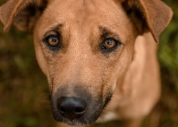 Vira-latas Duque foi agredido até à morte em Andradina