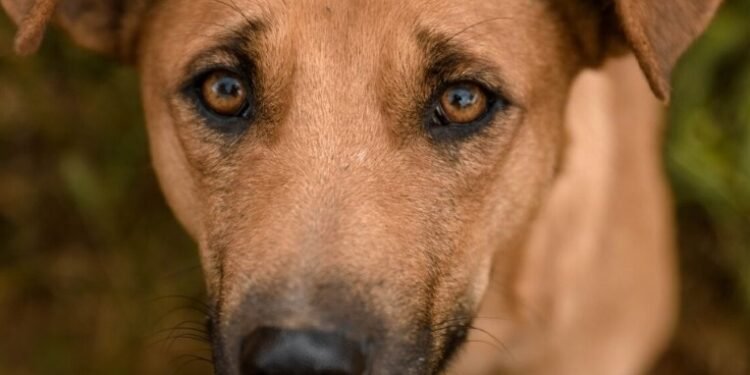 Vira-latas Duque foi agredido até à morte em Andradina